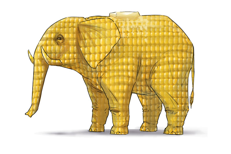 Maíz is masculine, so it's el maíz. Imagine an elephant made of corn